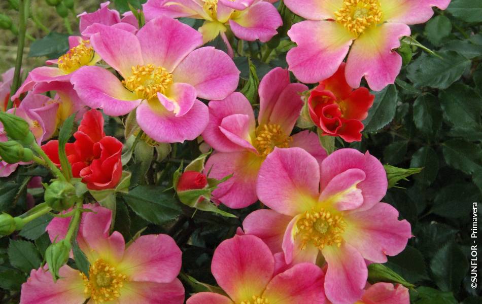 ©SUNFLOR - Primavera